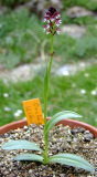 Orchis ustulata - Habitus