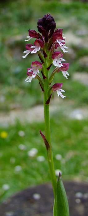 Orchis ustulata