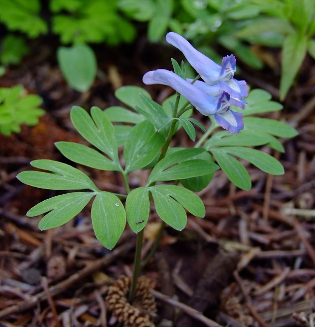Corydalis Hybride