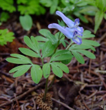 Corydalis Hybride