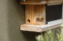Ackerhummel
