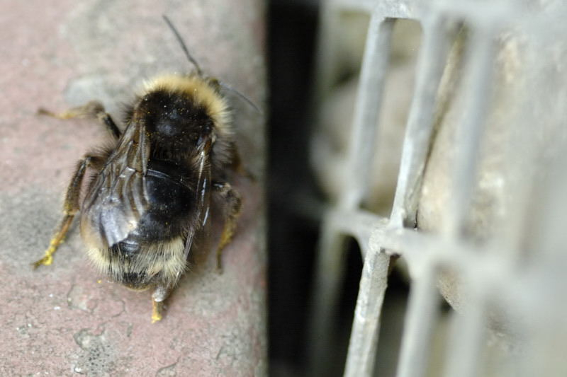 Keusche Schmarotzerhummel