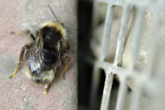Keusche Schmarotzerhummel