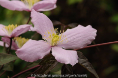 Clematis 'Elizabeth'