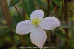 Clematis 'Marjan'2010