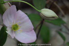 Clematis 'Rob Hannink' 2010