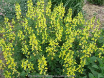 Thermopsis chinensis