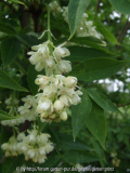 Staphylea bumalda (2010-05)