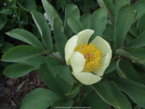 Paeonia mlokosowitschii (2010-05)
