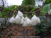 Halesia monticola rosea (close-up) 2010-05