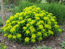 Euphorbia epithymoides (polychroma) 2010
