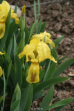 Iris reichenbachii_ oder Iris Barbata Na