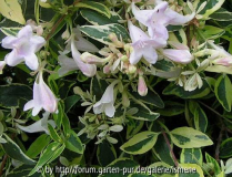 Abelia Hopley