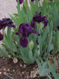 Cherry Garden_Iris001.jpg