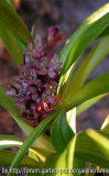 Liriope rosea