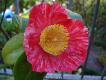 'Koraku'