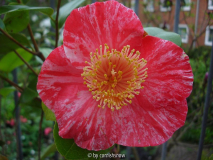 'Koraku'