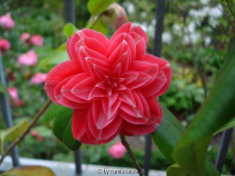 'Orandakoh'