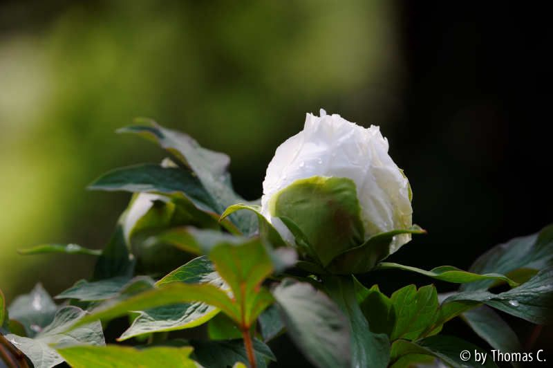 Maifarben 3