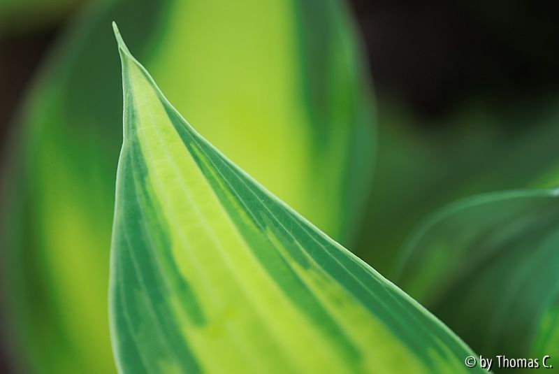 Maifarben 1