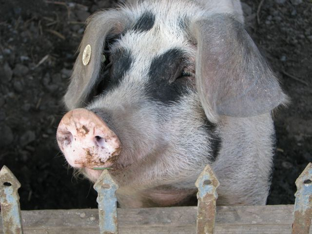 Schwein gehabt