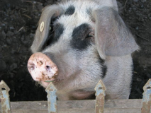 Schwein gehabt
