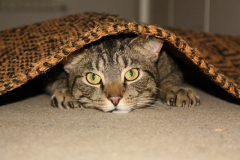 Kater Willi