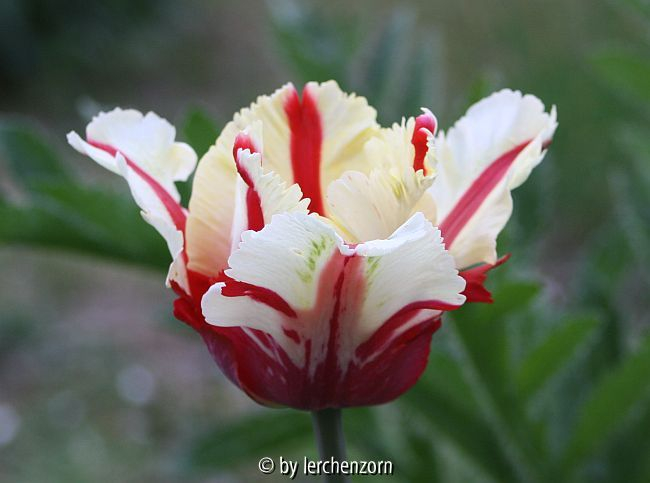Tulipa ESTELLA RIJNVELD