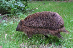 Igel Gschäftlhuber 15.45 Uhr