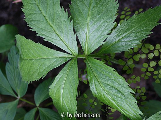 Cardamine heptaphylla, Blatt