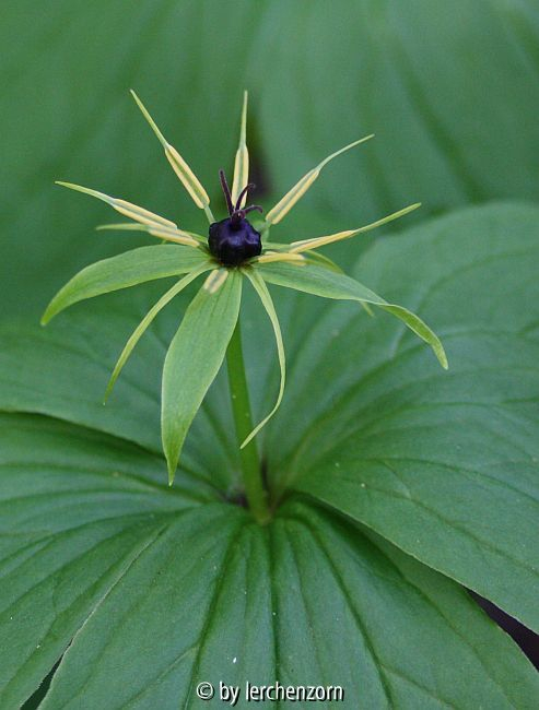 Paris quadrifolia
