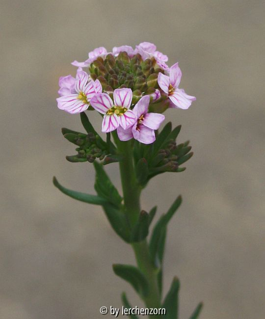 Aethionema coridifolium
