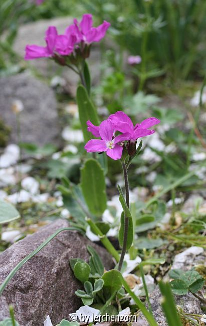 Arabis blepharophylla