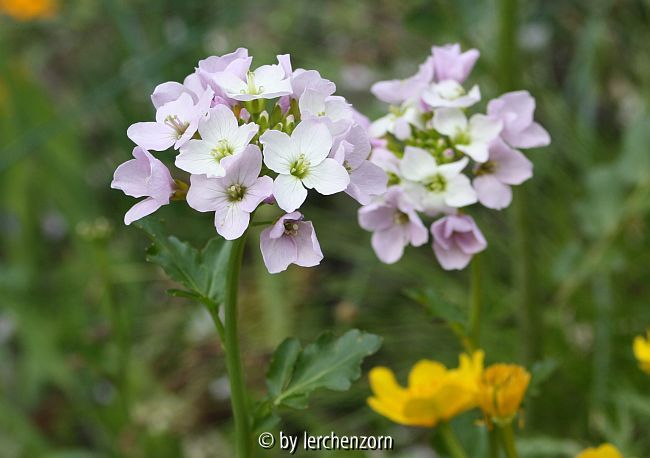 Cardamine raphanifolia