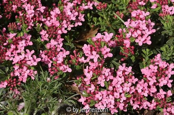 Daphne cf. cneorum