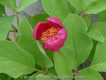 Paeonia-wittmanniana_Bluete2