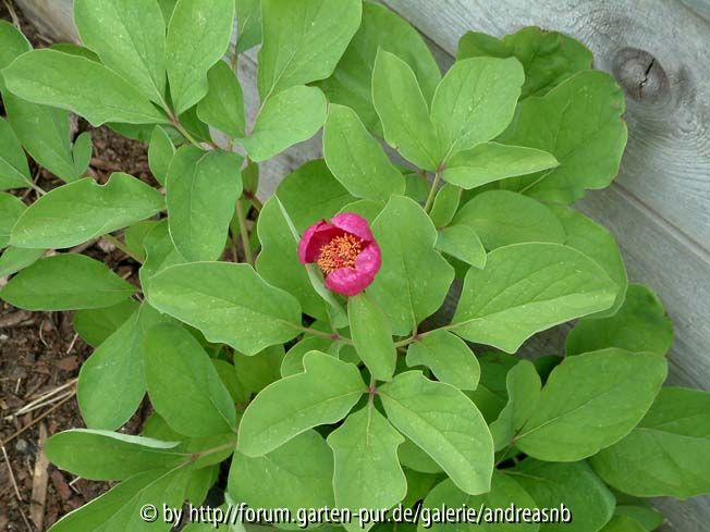 Paeonia-wittmanniana_Bluete1