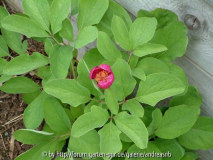 Paeonia-wittmanniana_Bluete1