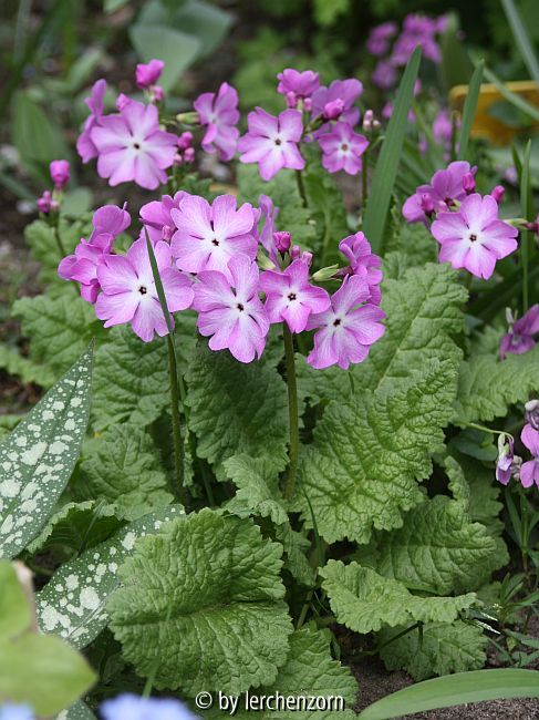Primula sieboldii