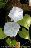 Ipomoea Milky Way  ?