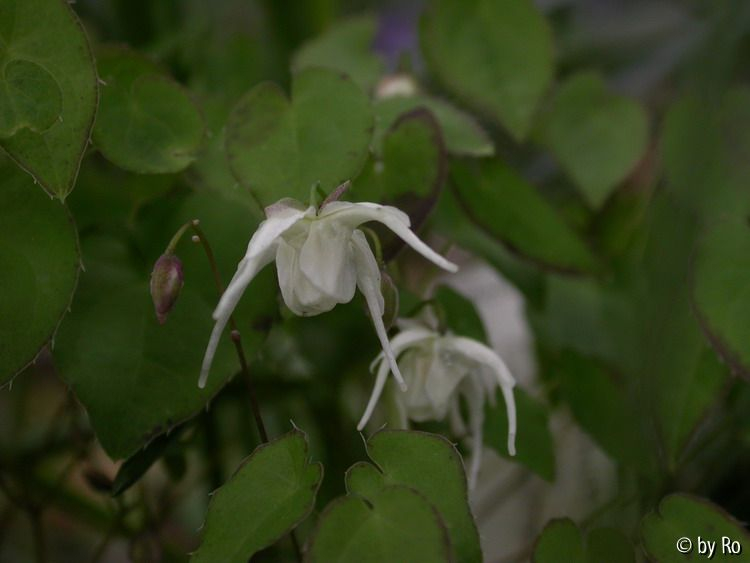 Epimedium Creeping Yellow