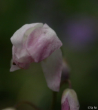 Epimedium sasakii