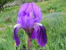 Iris x germanica [Maisgeier]