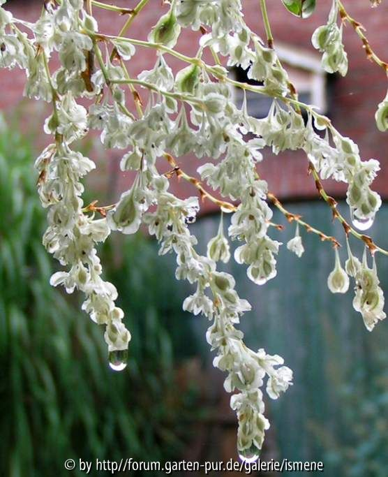 Polygonum aubertii