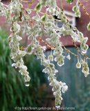 Polygonum aubertii