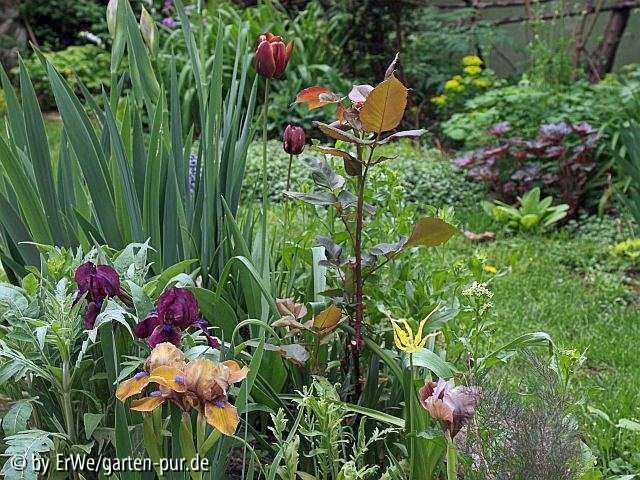 iris cherry garden, gingerbread man, brunt toffee, tulpen absalon, T. acuminata, bronzefenchel