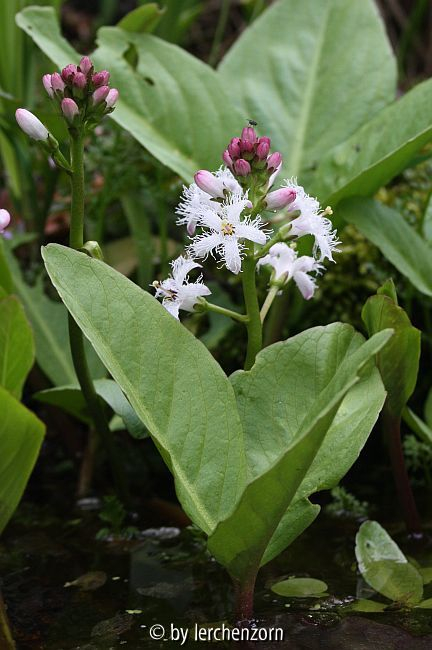 Fieberklee (Menyanthes trifoliata)