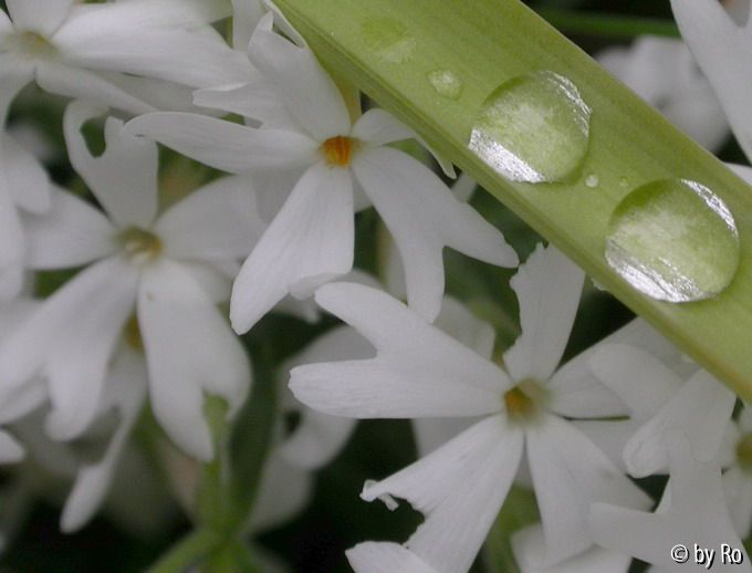 Schärpenphlox 2