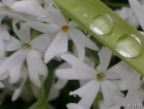 Schärpenphlox 2