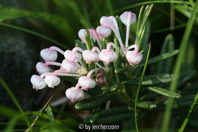 Andromeda polifolia NANA COMPACTA